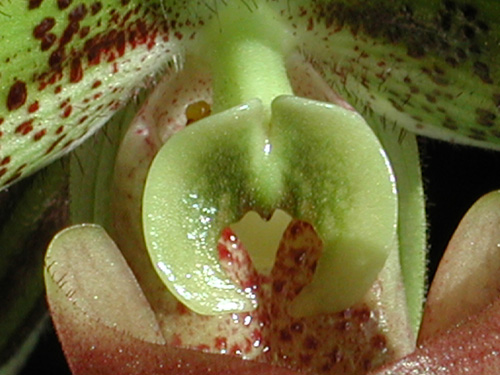 orchidsex